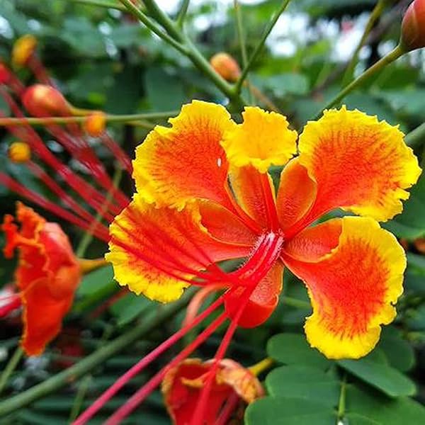 Caesalpinia Pulcherrima Flower Seeds for Planting – Organic, Heirloom, Non-GMO Peacock Flower Seeds