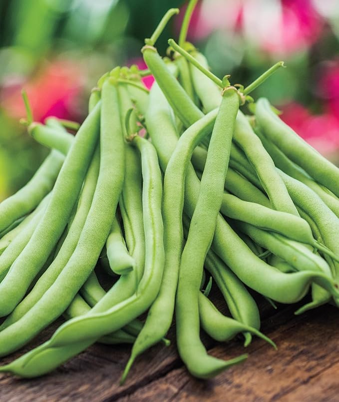 Green Bean Bush Prevail Seeds Pieces with Gift for Garden