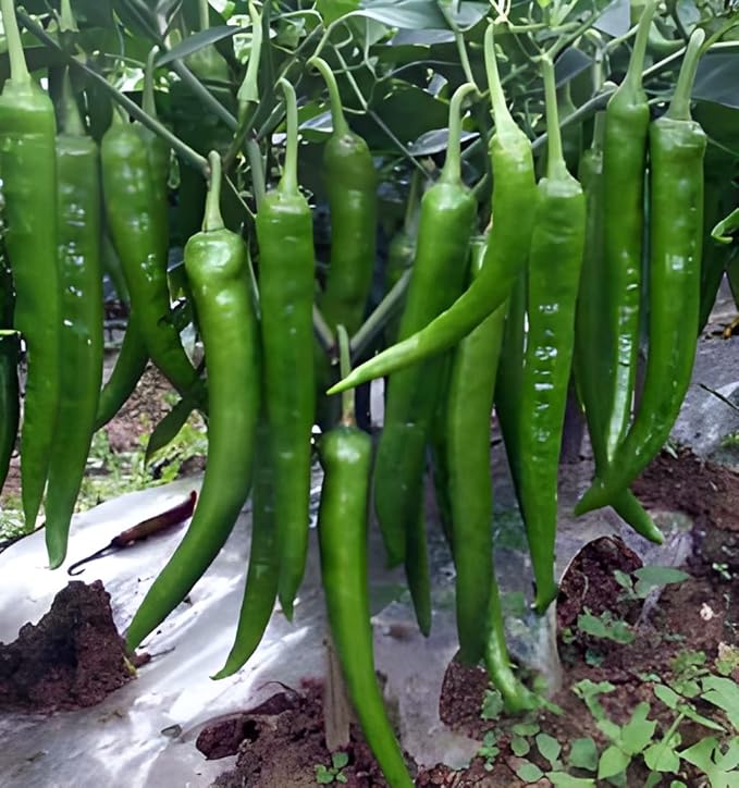 Chili Seeds for Planting