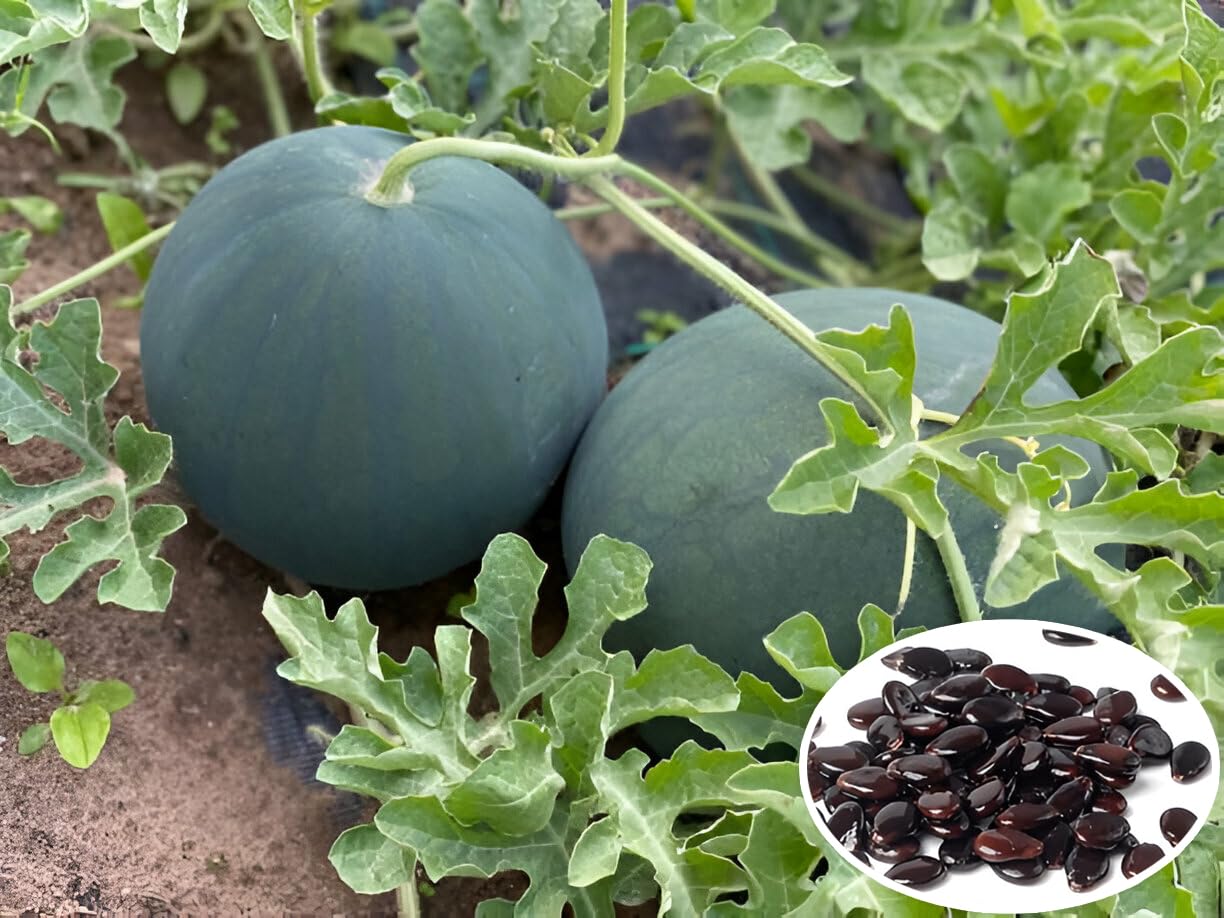 Black Seedless Watermelon, Round Shape, Medium Resistance Seedless Watermelon (Semillas De Sandia) – Heirloom, Non-GMO, High Germination Organic Garden Seeds