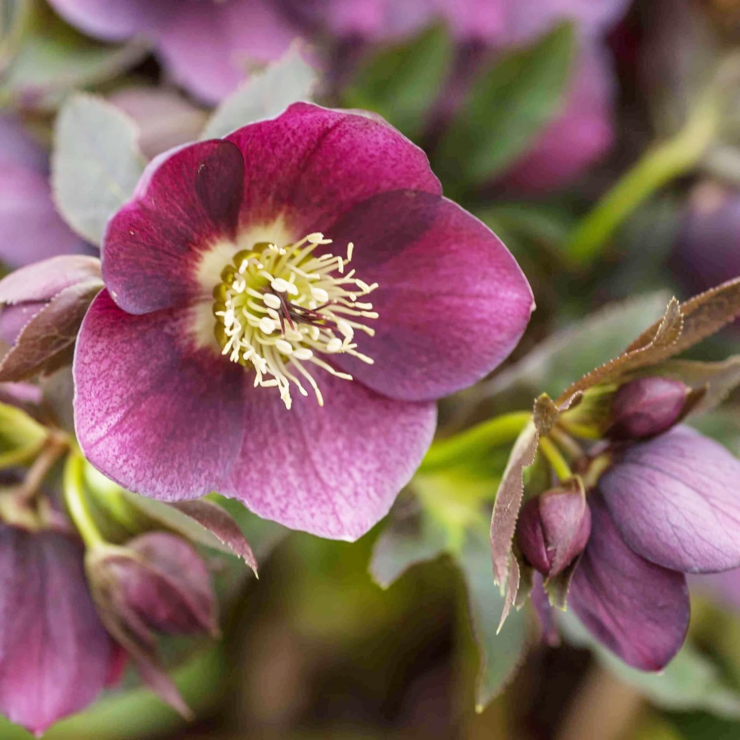 Lenten Rose Seeds