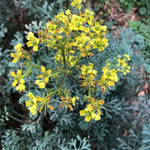 Sidalcea Malviflora flower seeds for planting