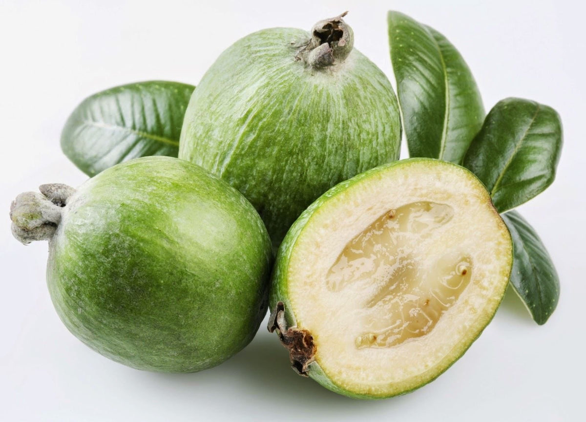 Dwarf Pineapple Strawberry Guava Psidium littorale for planting in urban garden