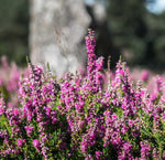 Violet Calluna Flower Seeds for Planting - 100 seeds for planting in home garden