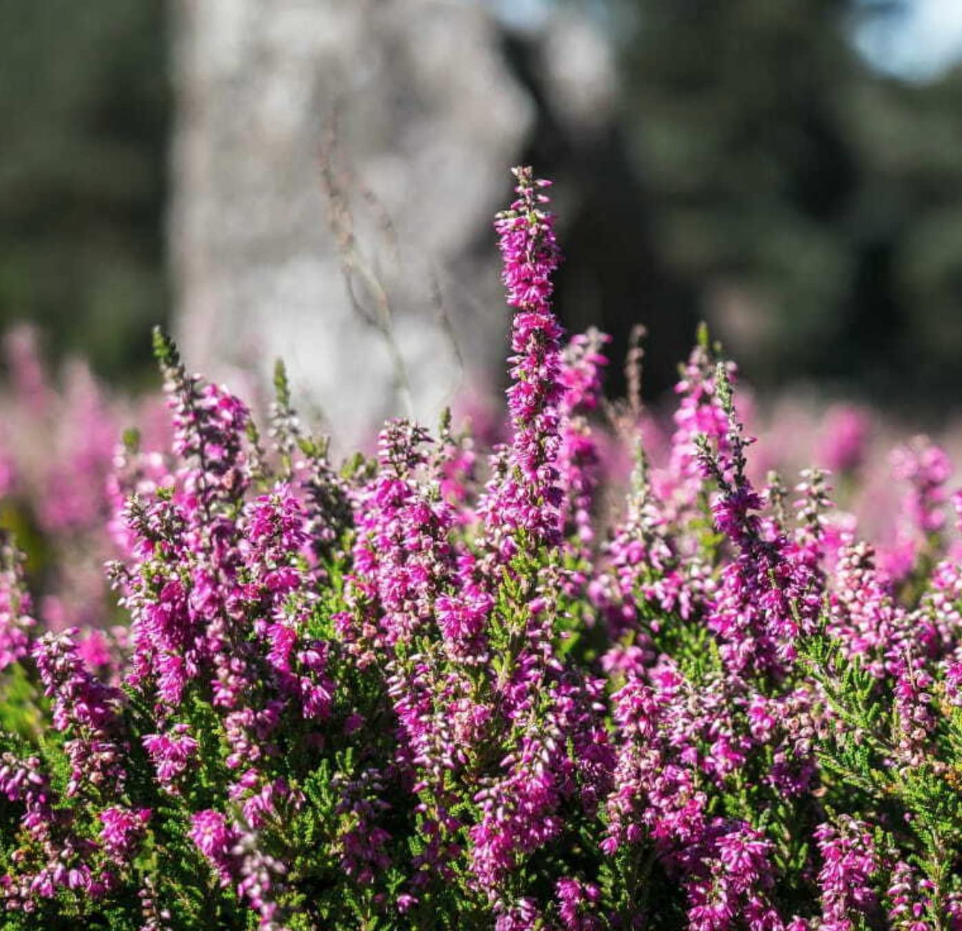 Violet Calluna Flower Seeds for Planting - 100 seeds for planting in home garden