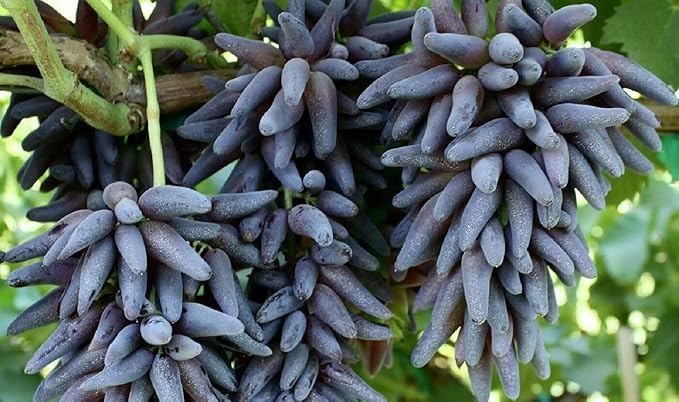 Finger Grape Vitis vinifera Seeds for Planting in Garden & Vegetable Patch