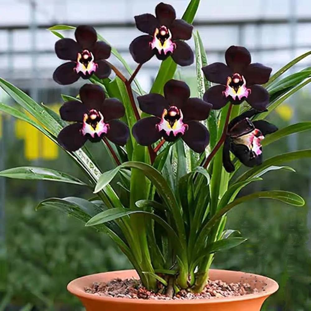 Chinese Cymbidium Orchid Elegant Indoor Flowering Seeds For Planting