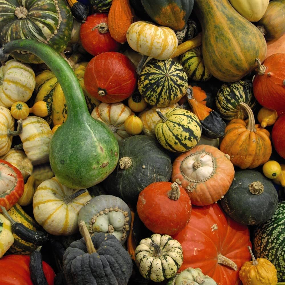 Ornamental Gourd Seeds for Planting
