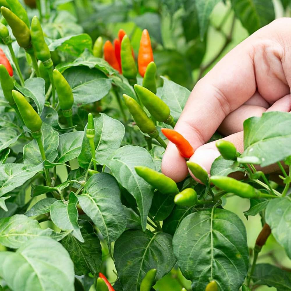 Guam Boonies Pepper Capsicum annuum vegetable seeds for kitchen garden and home containers