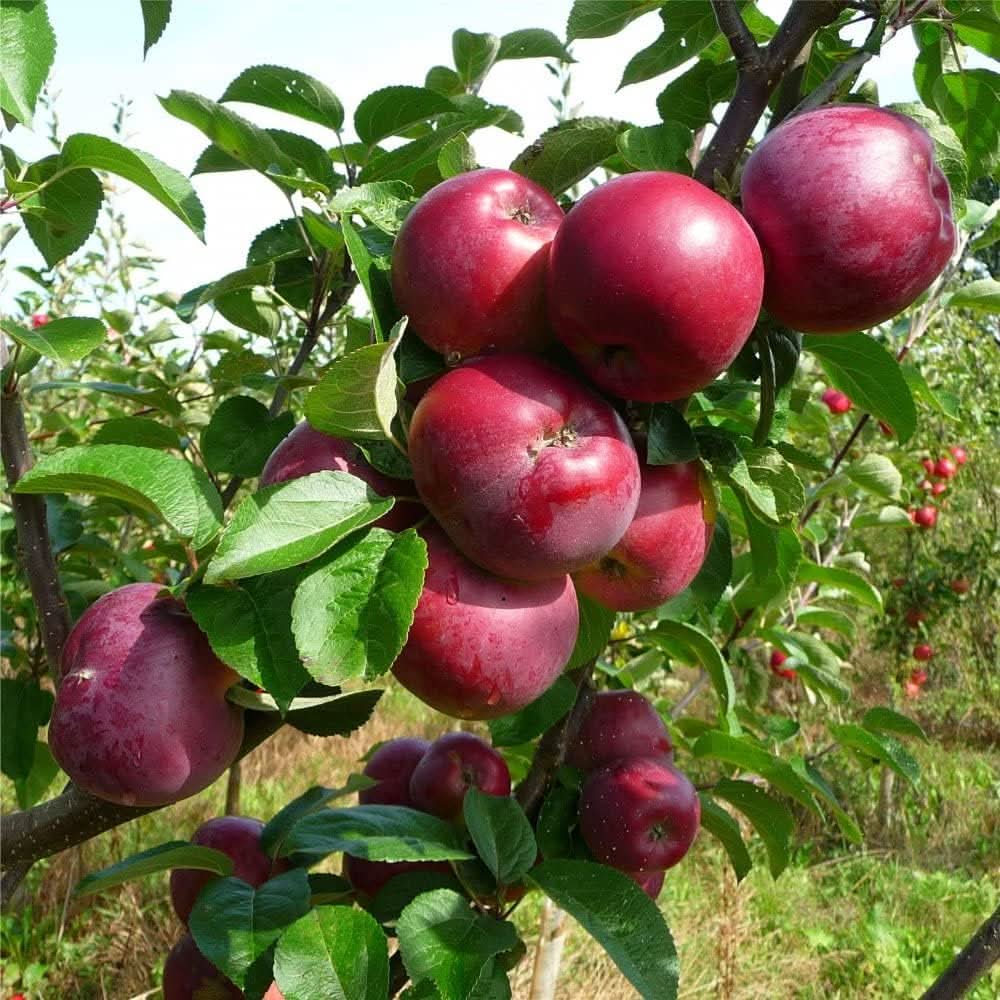 Burgundy apple fruit seeds