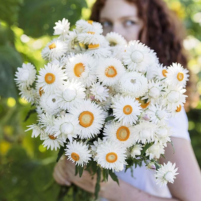 Strawflower Helichrysum Bracteatum White Flower Seeds for Planting