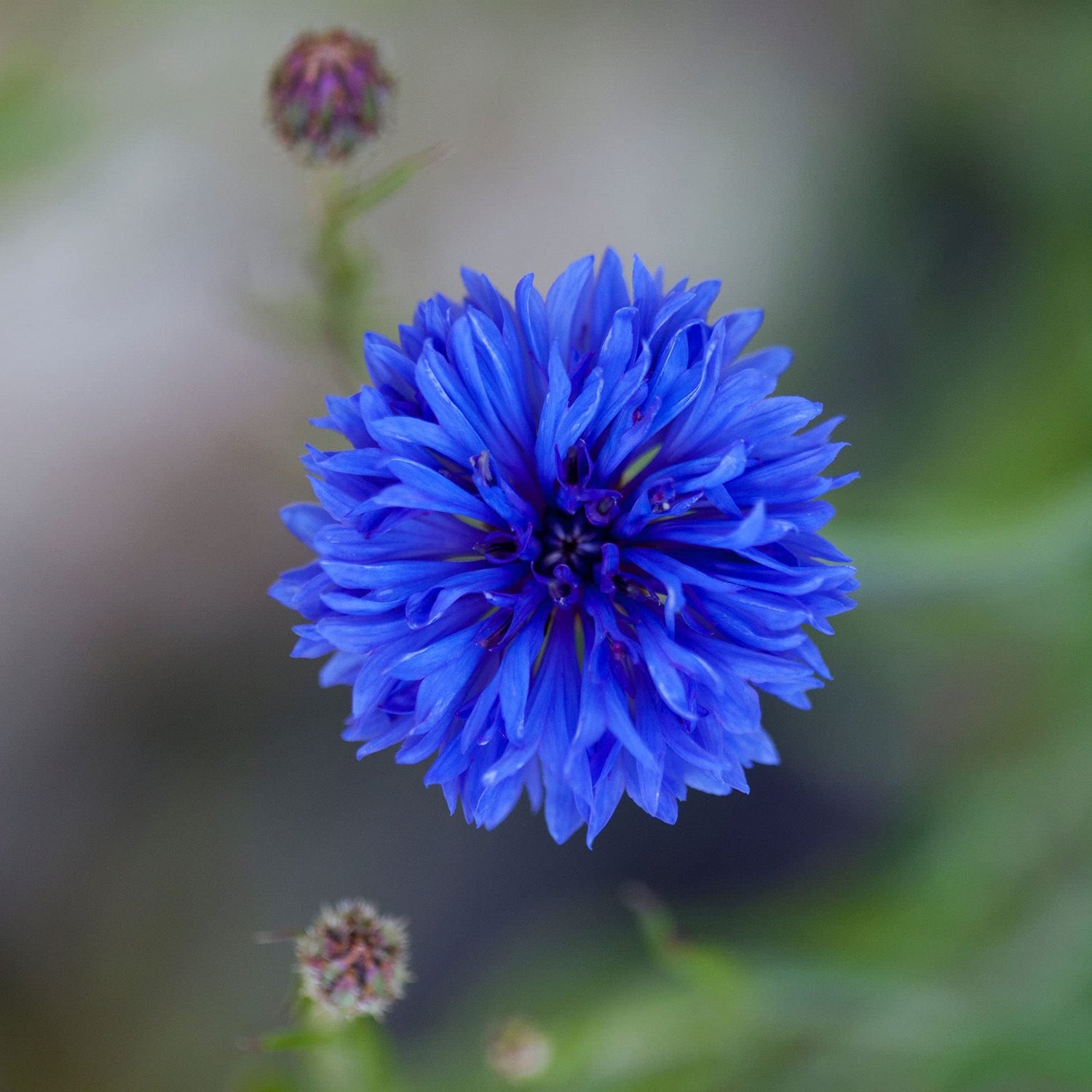 Cornflower/Bachelor Button Seeds