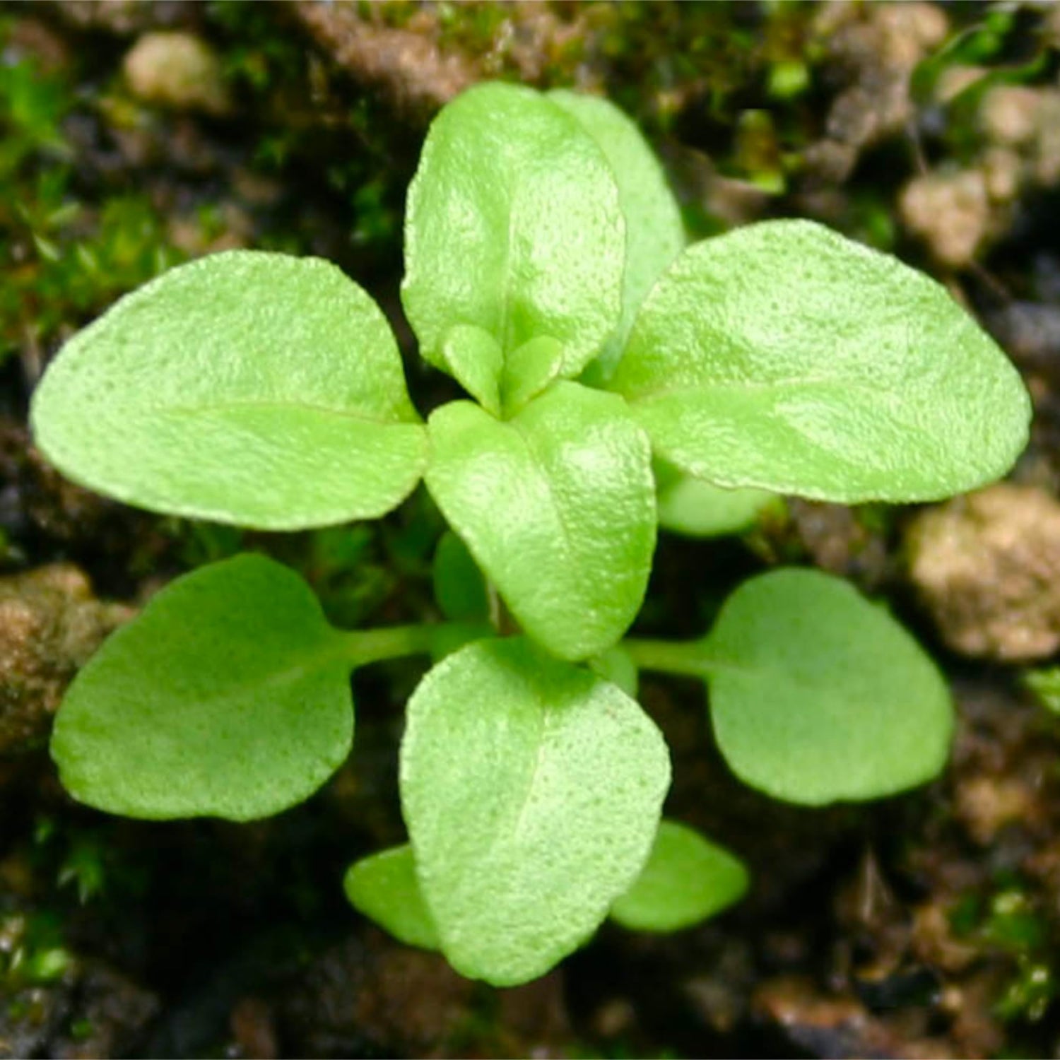 Green Penny Mint Seeds for Planting-Heirloom & Non-GMO Seeds for planting