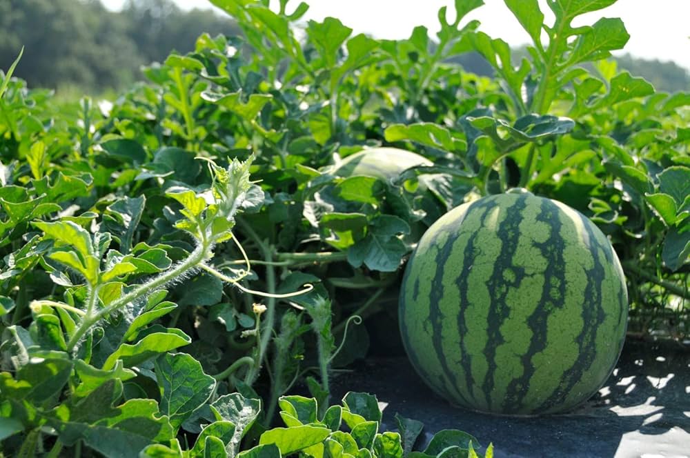 Watermelon Citrullus lanatus Seeds for Planting in Vegetable Patch