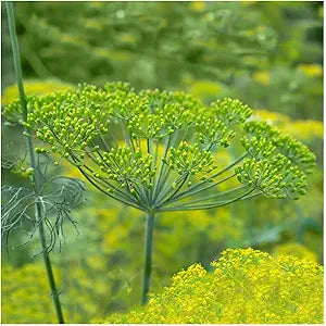 Organic Mammoth Long Island dill seeds