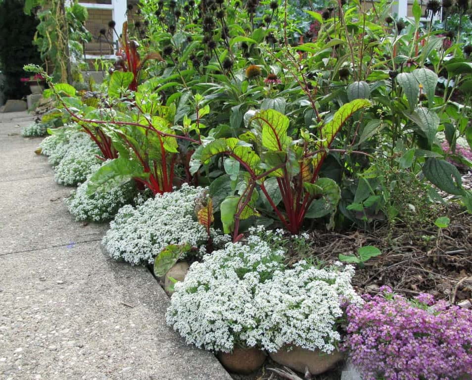 Snow Anaphalis Flower Seeds for Planting