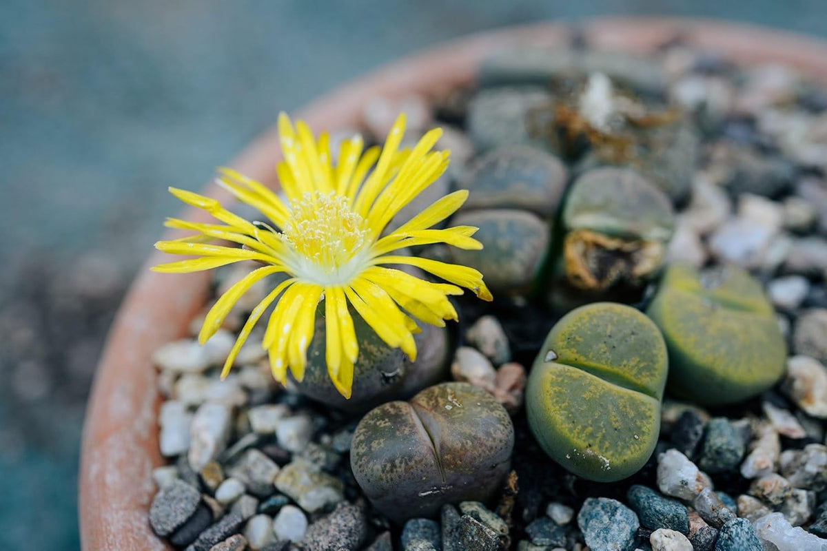 Living Stone Succulent Flower Seeds for Planting - Non GMO & Heirloom seeds