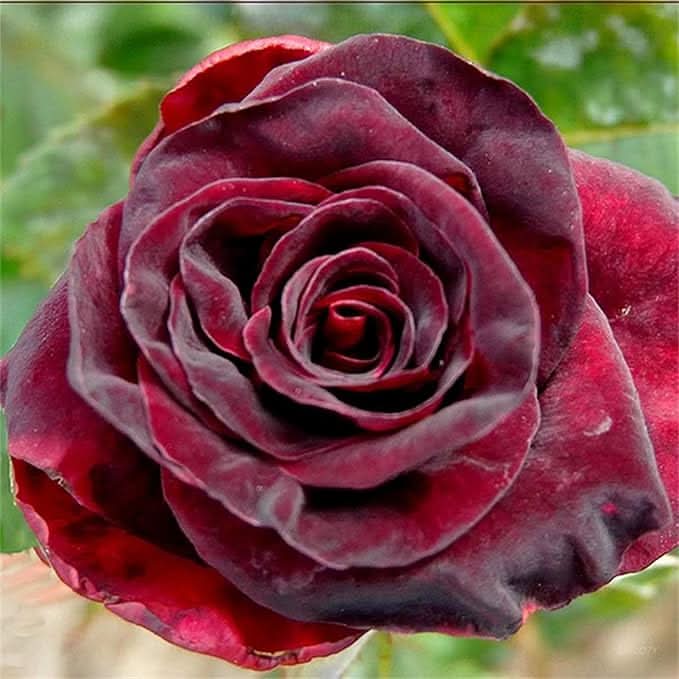 Chocolate Rose Rare Perennial Flower Seeds for Home Garden