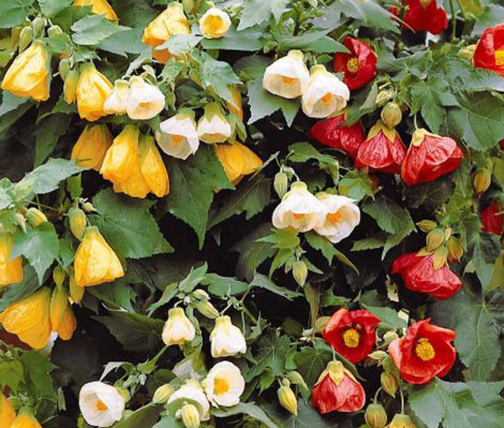 Abutilon Bellvue Flower Seeds for Planting - 100 pcs