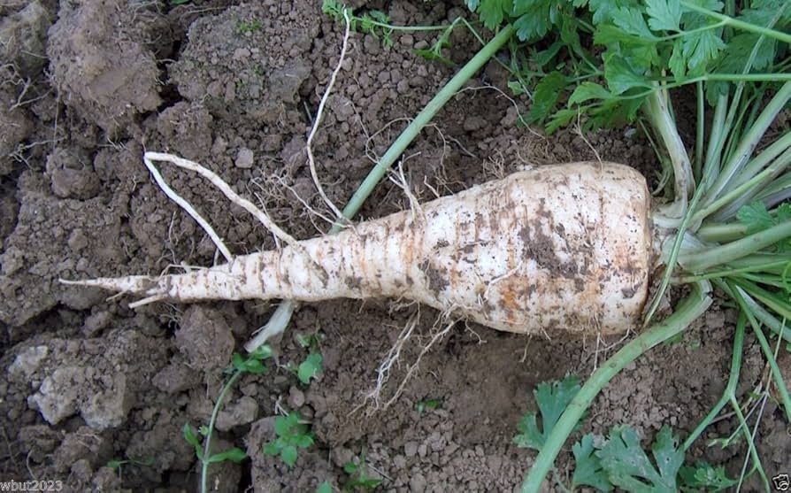 Hamburg Rooted Parsley (Petroselinum crispum) seeds for organic herb gardens