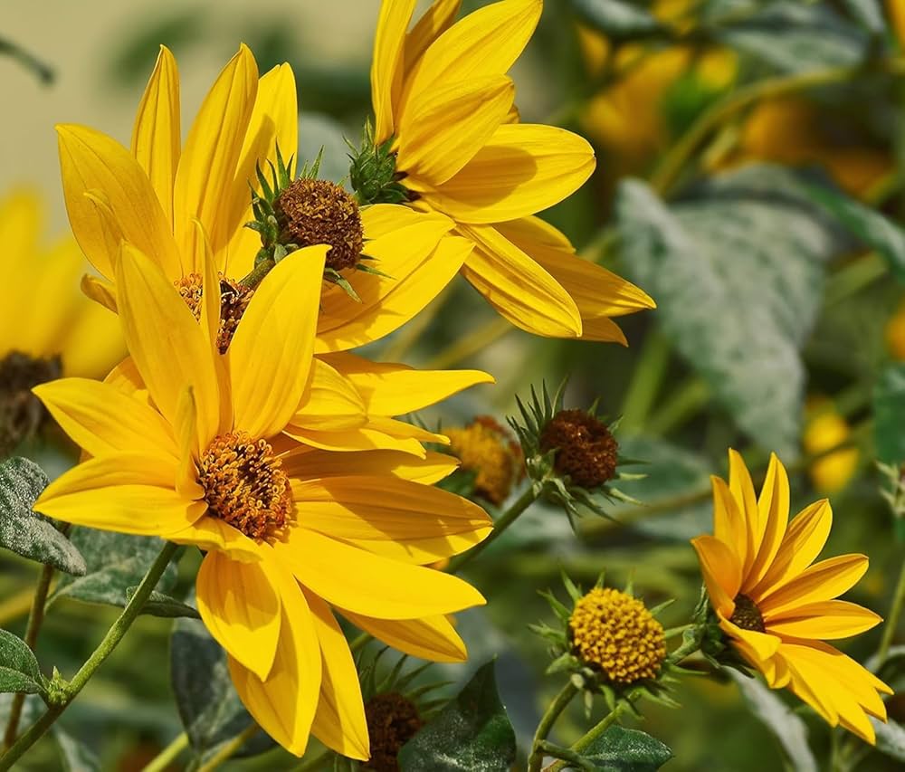 Maximilian Sunflower Seeds for Planting Helianthus maximiliani for wildflower gardens and prairie landscapes
