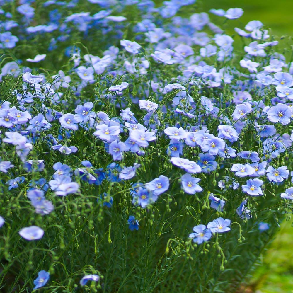 Flax Flower Seeds for Planting, Yellow Perennial, 100 pcs for planting in your garden.