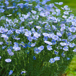 Flax Flower Seeds for Planting, Yellow Perennial, 100 pcs for planting in your garden.