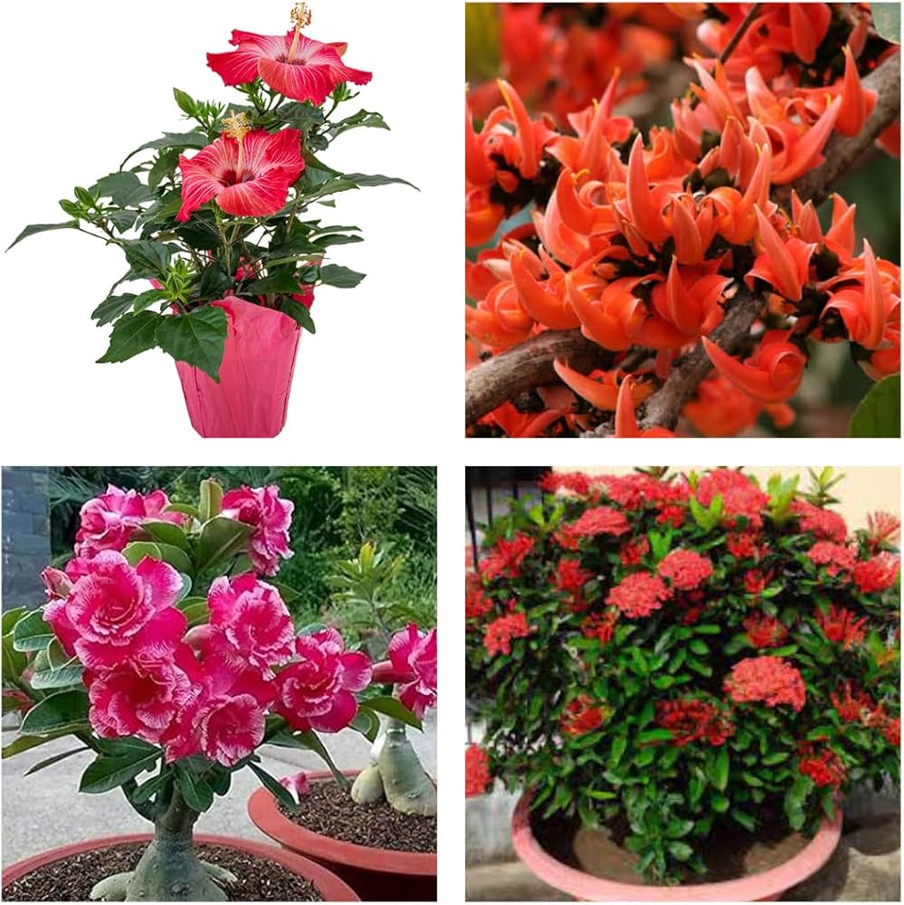 Desert Balcony Red Flower Ornamental Plant Seeds for Planting Urban Garden Pot