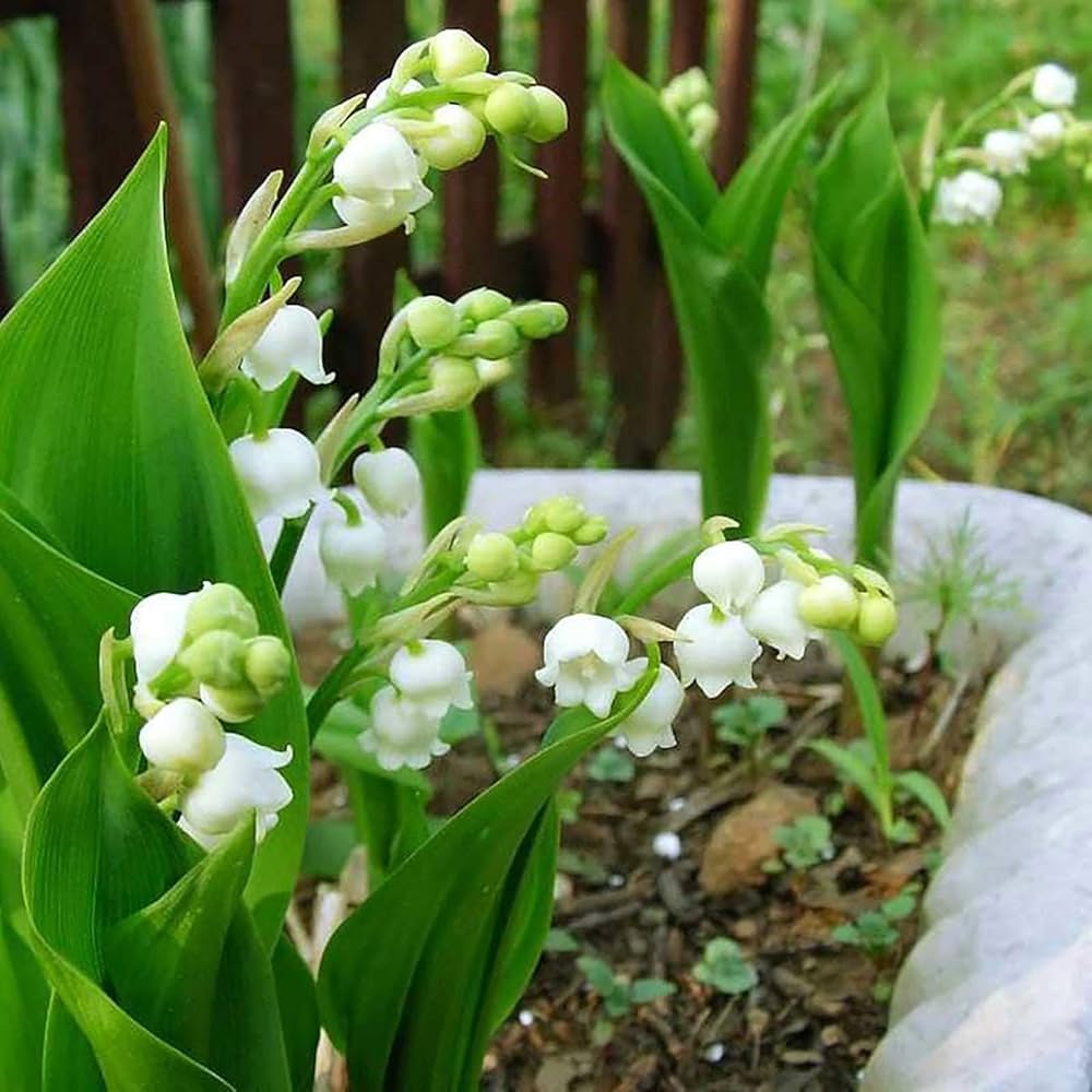 Orchid Convallaria Majalis Giglio della Valle Multicolor Lily Bell Flower Seeds for Planting – Great for Home Garden Displays