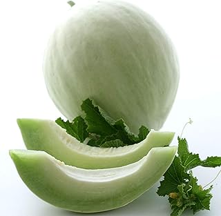 Melon Seeds (Organic) - Honeydew Green