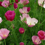 vibrant purple California Purple Gleam Poppy flowers blooming in sunny meadow

