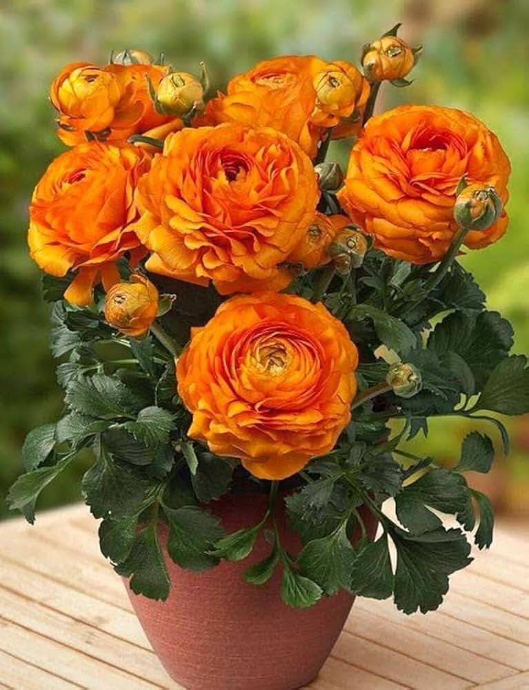Ranunculus Ranunculus asiaticus flower seeds for planting in home garden flower beds