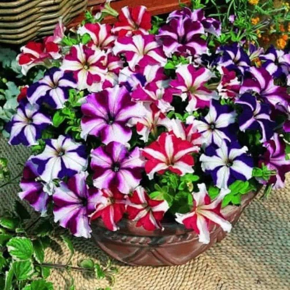 Rare Organic Petunia Seeds (Various Colors)