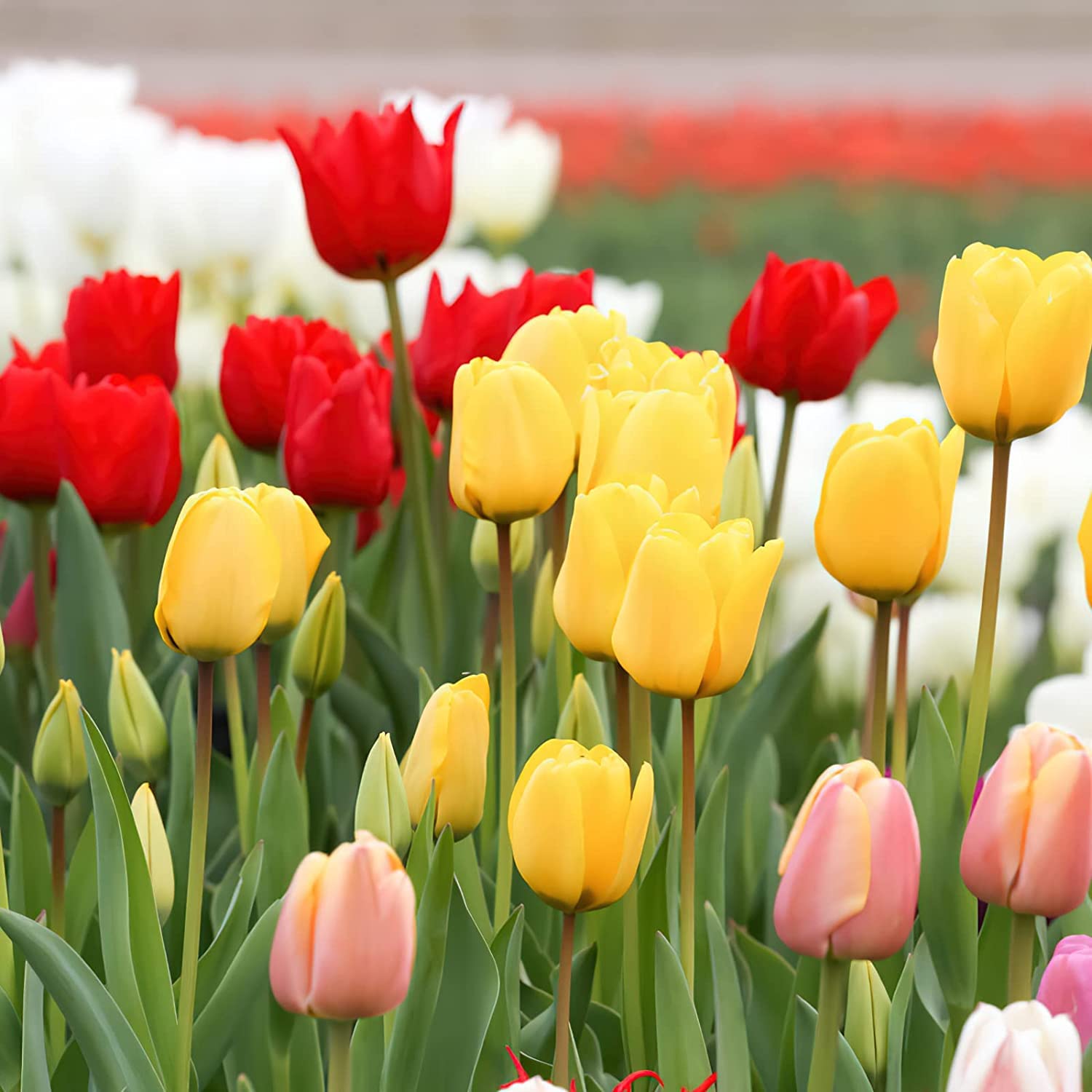 Tulip Bonsai Seeds – Seeds for Hydroponic and Indoor Bonsai Flower Gardening
