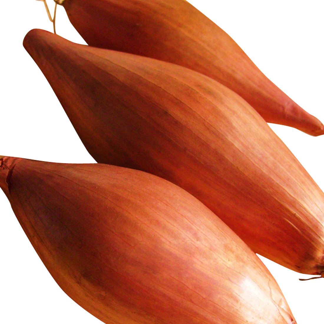 Shallot Bonsai Seeds - Pieces of Types for Garden Planting and Decoration
