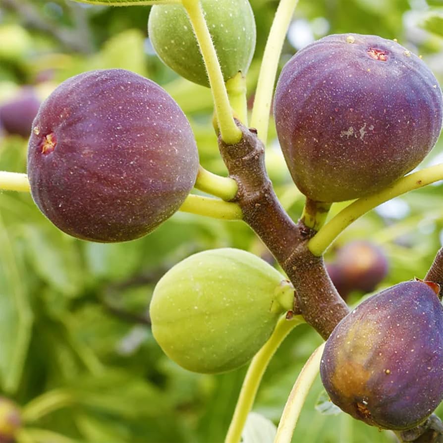 Pcs Fig Seeds Home Plant Delicious Large Sweet Fruit Seeds