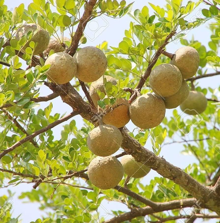 Wood Apple Fruit Seeds for Planting – Heirloom & Non-GMO Tropical Fruit ...