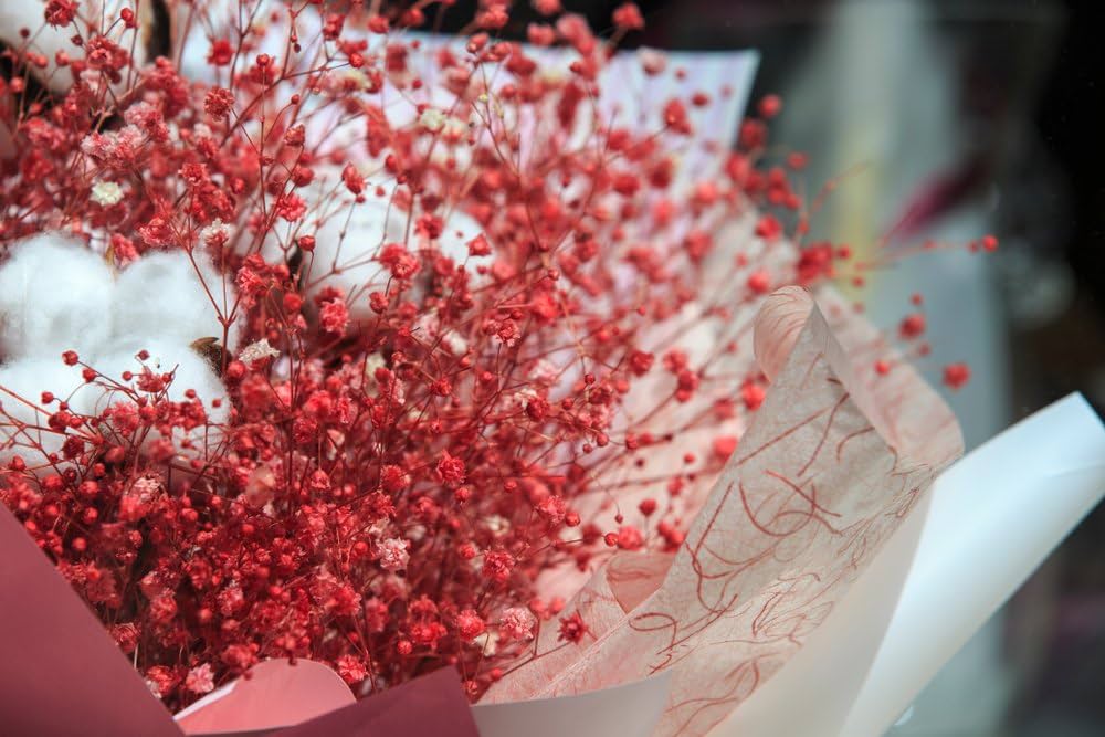 Deep Carmine Baby’s Breath Seeds Gypsophila elegans for Planting in Cut Flower Garden and Borders