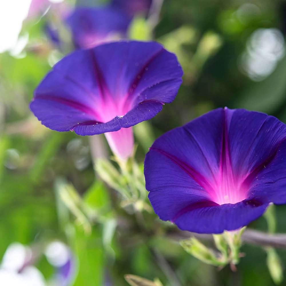 Purple Doxxon Desert Rose Seeds for Planting Adenium Flower – Heirloom, Non-GMO