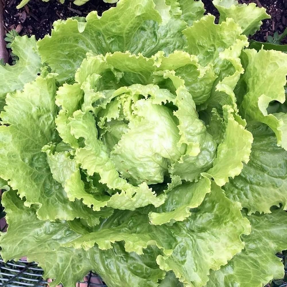 Bronze Guard lettuce – Lactuca sativa – leafy vegetable seed for garden planting
