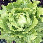 Bronze Guard lettuce – Lactuca sativa – leafy vegetable seed for garden planting