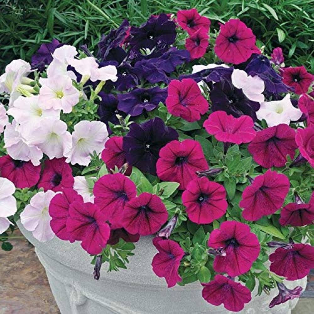 EZ Rider Frilly Ruffle Mix Petunia Seeds – Unique Frilled Blooms ...