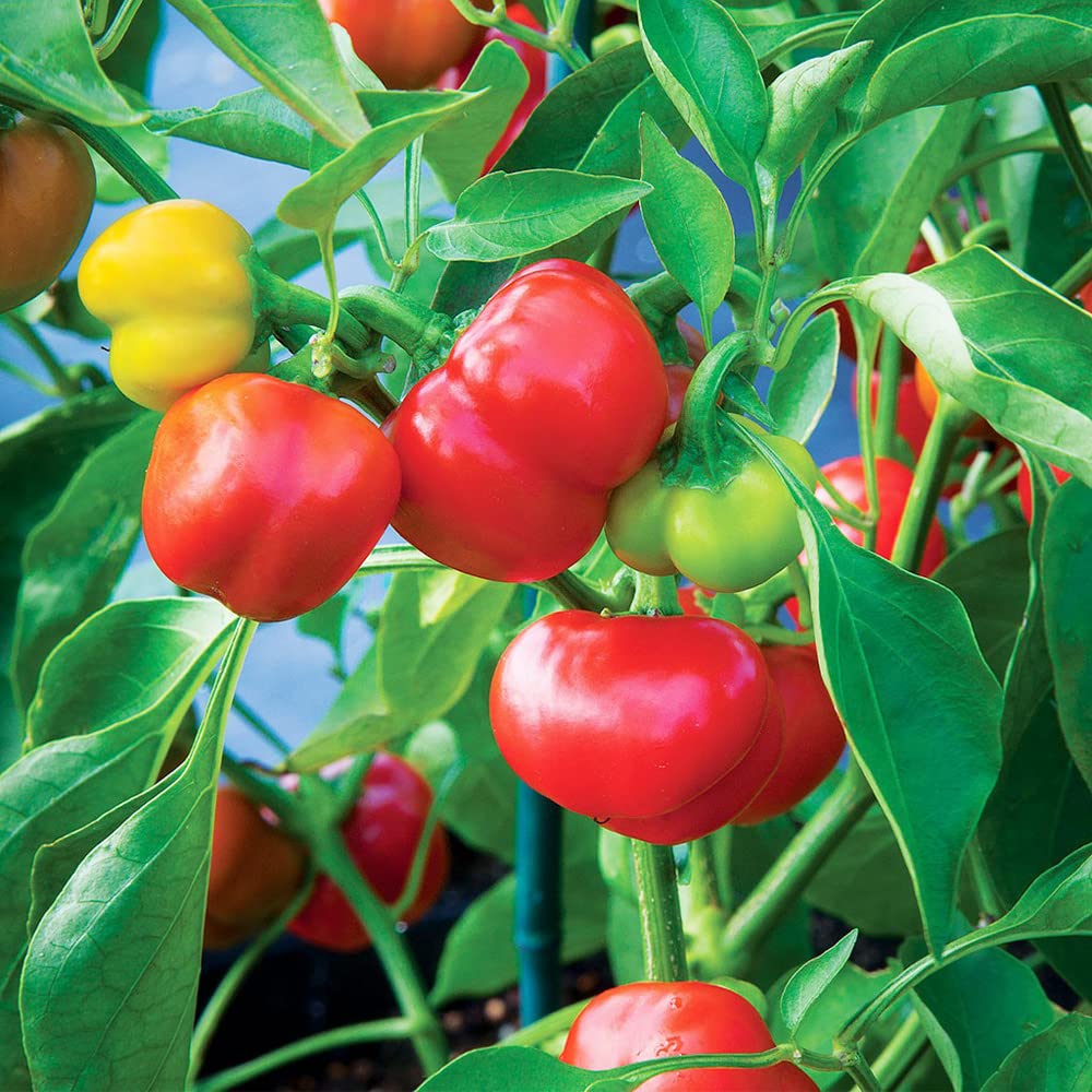 Red Rocoto Aji Locoto Capsicum Pubescens Hot Chili Pepper Seeds for Planting - heirloom & Non-GMO Garden Seeds
