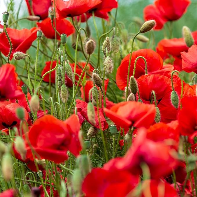 Poppy Papaver somniferum Seeds for Planting in Flower Bed & Garden