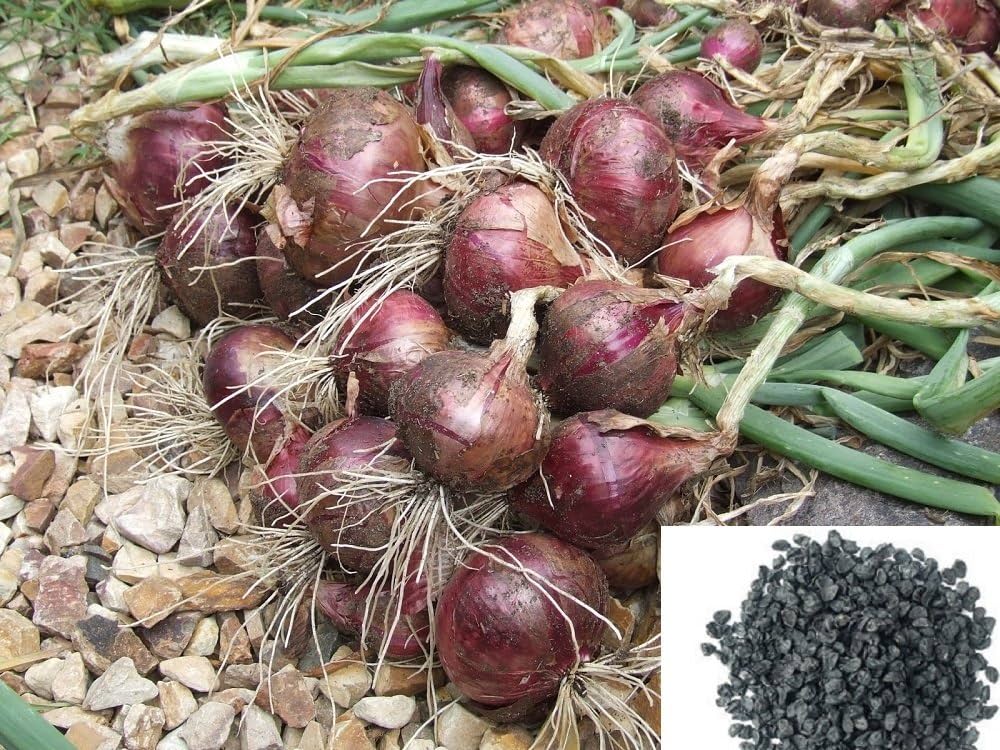 Red Creole Onion Seeds pcs Flat Bulbs with Spicy Red Flesh