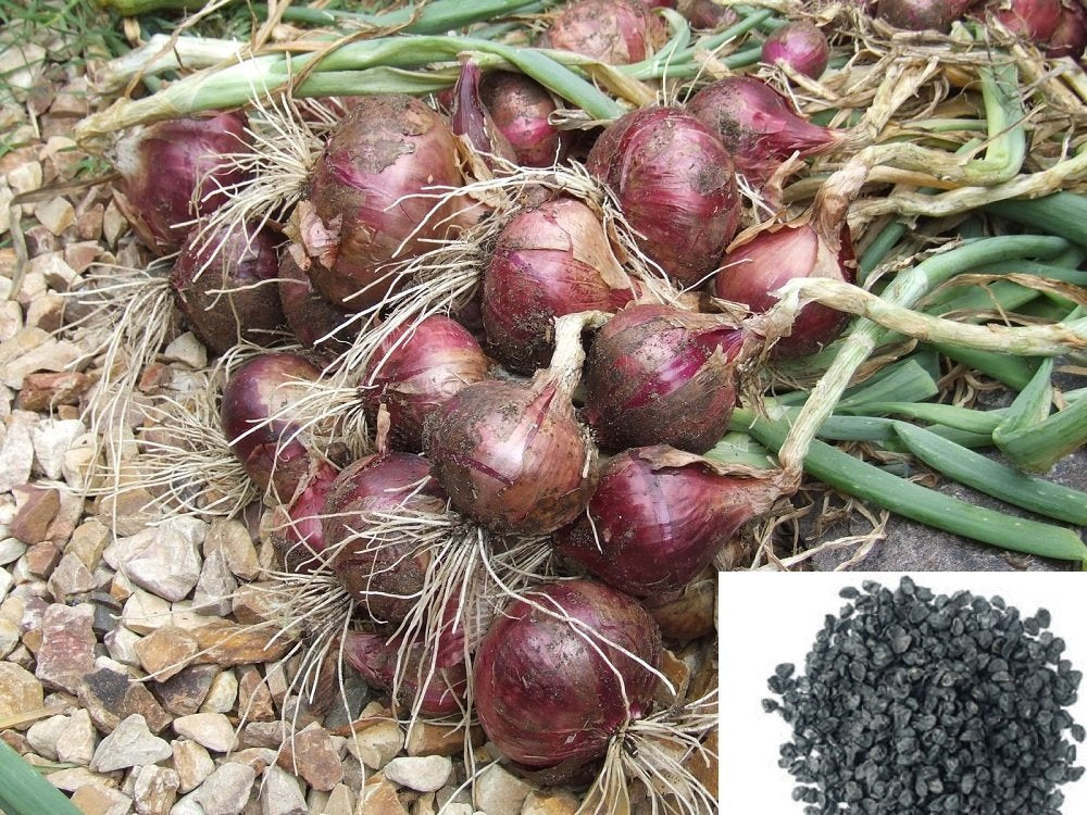 F Red Marble onion hybrid seeds