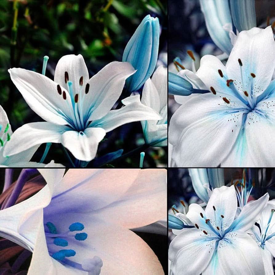 Blue Heart Lily Nymphaea caerulea flower seeds for planting in backyard ponds and water gardens