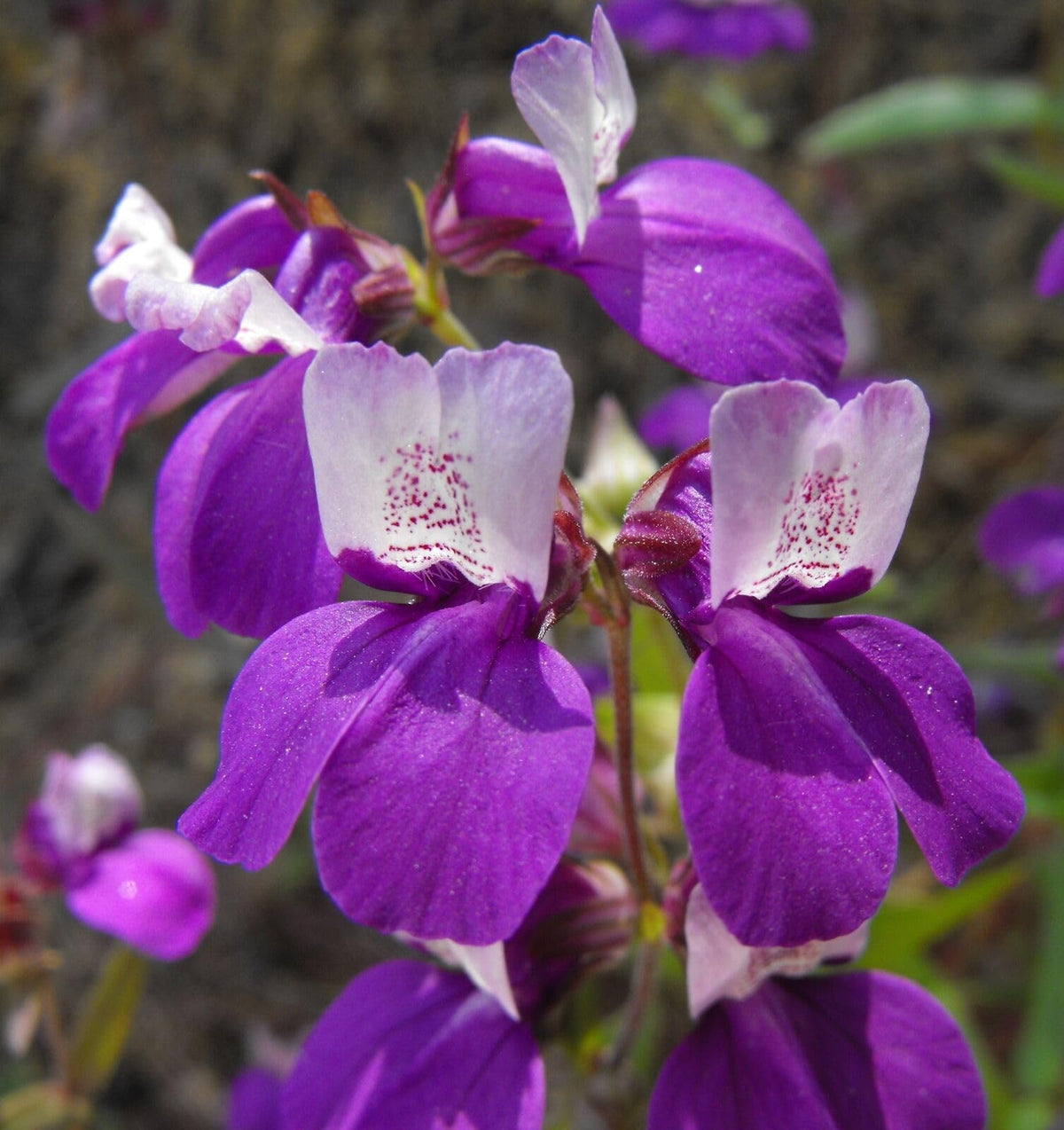 Collinsia Seeds Collinsia heterophylla for Planting in Cottage Garden or Flower Bed