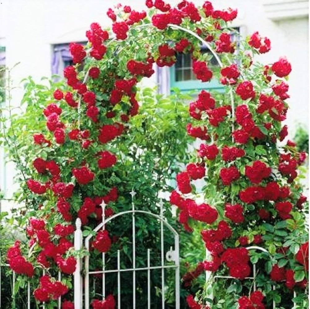 Rose Rosa Climbing Red Flower Seeds for Planting – Suitable for Trellises, Fences, and Vertical Garden Displays