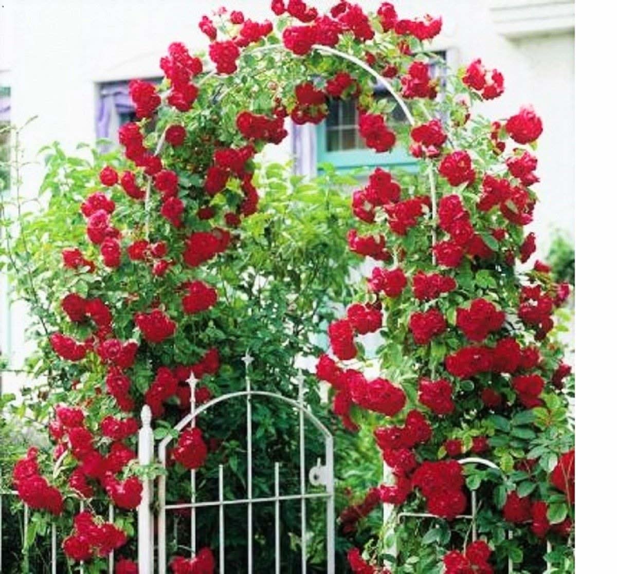 Rose Tree Rosa spp. flowering tree seeds for planting in home garden and decorative borders